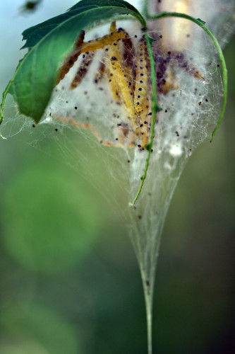 Fonds d'cran Animaux Insectes - Chenilles nid...