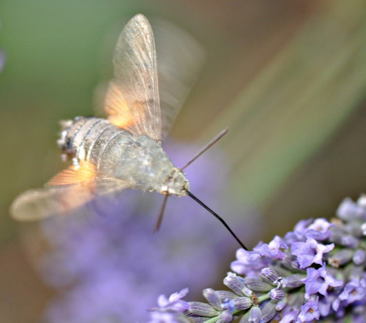 Wallpapers Animals Insects - Butterflies sphinx colibri