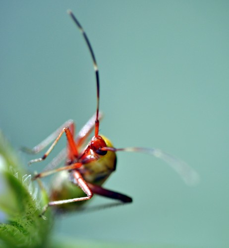 Fonds d'cran Animaux Insectes - Divers trs petit...