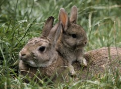 Fonds d'cran Animaux Very Cute Rabbits