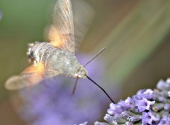 Fonds d'cran Animaux sphinx colibri