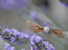 Fonds d'cran Animaux sphinx colibri gourmand du suc de lavande