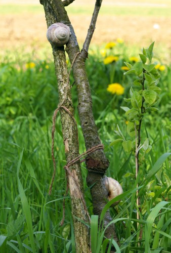 Fonds d'cran Animaux Escargots - Limaces escargots-limaces