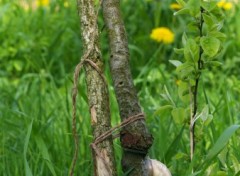 Fonds d'cran Animaux escargots-limaces