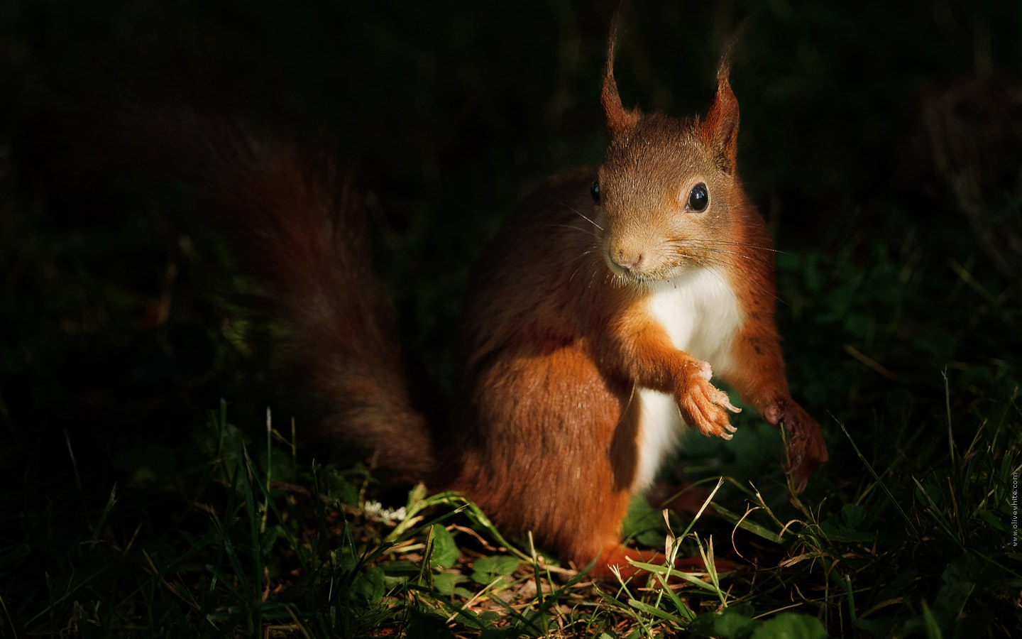 Fonds d'cran Animaux Rongeurs - Ecureuils Tim l'Ecureuil Roux