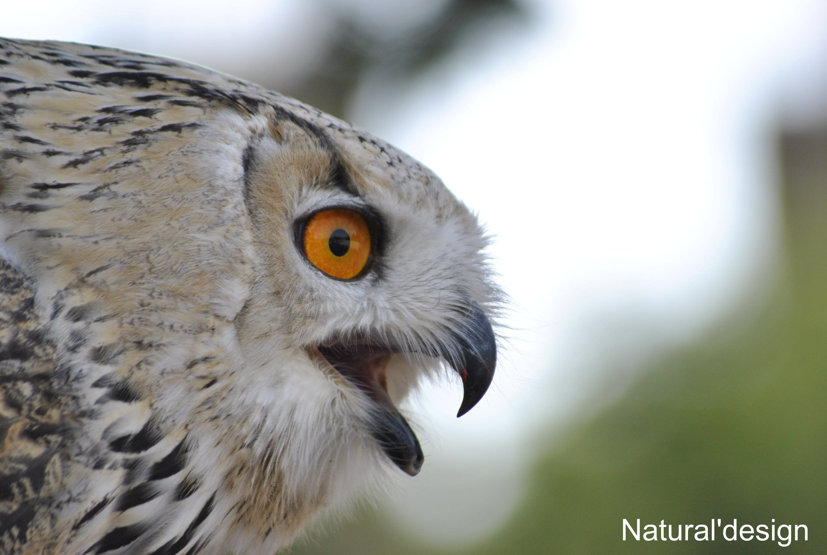 Fonds d'cran Animaux Oiseaux - Divers ;-)