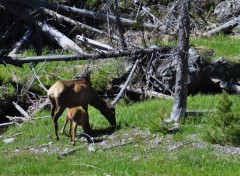 Fonds d'cran Animaux la mre et son petit