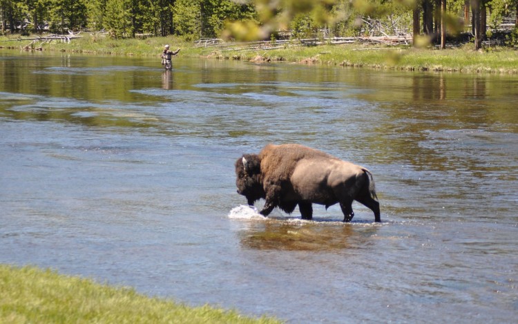 Wallpapers Animals Buffalo L'homme et la bte