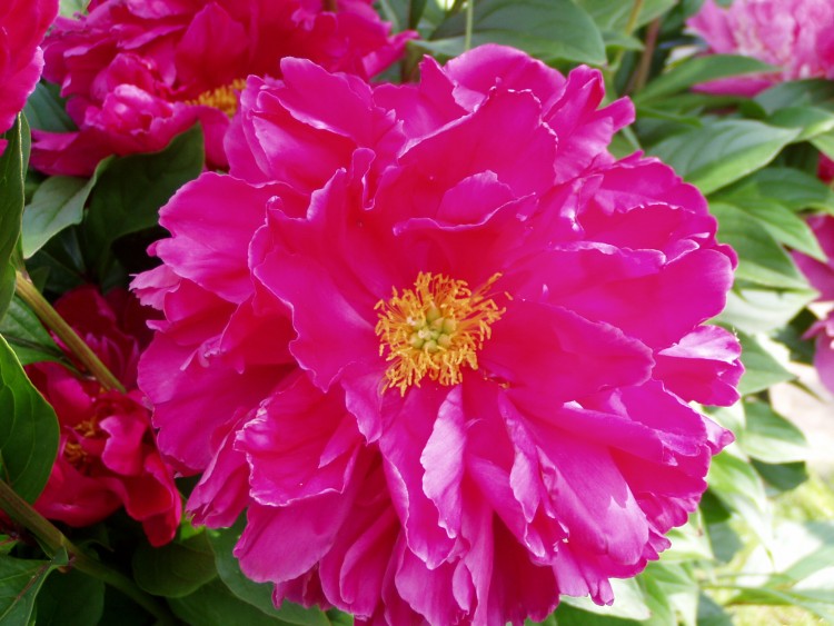 Fonds d'cran Nature Fleurs Pivoine Rose...