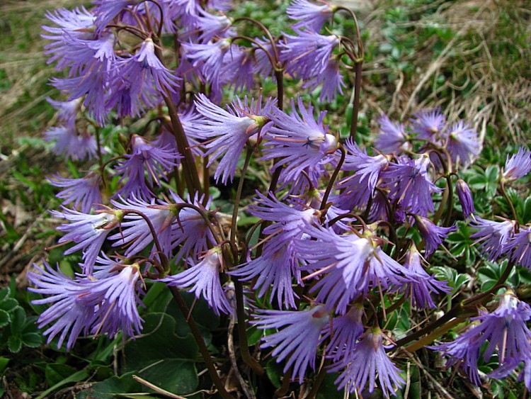 Fonds d'cran Nature Fleurs Soldanelles des Alpes 