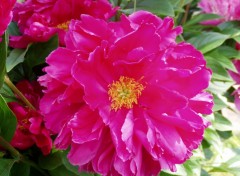 Fonds d'cran Nature Pivoine Rose...