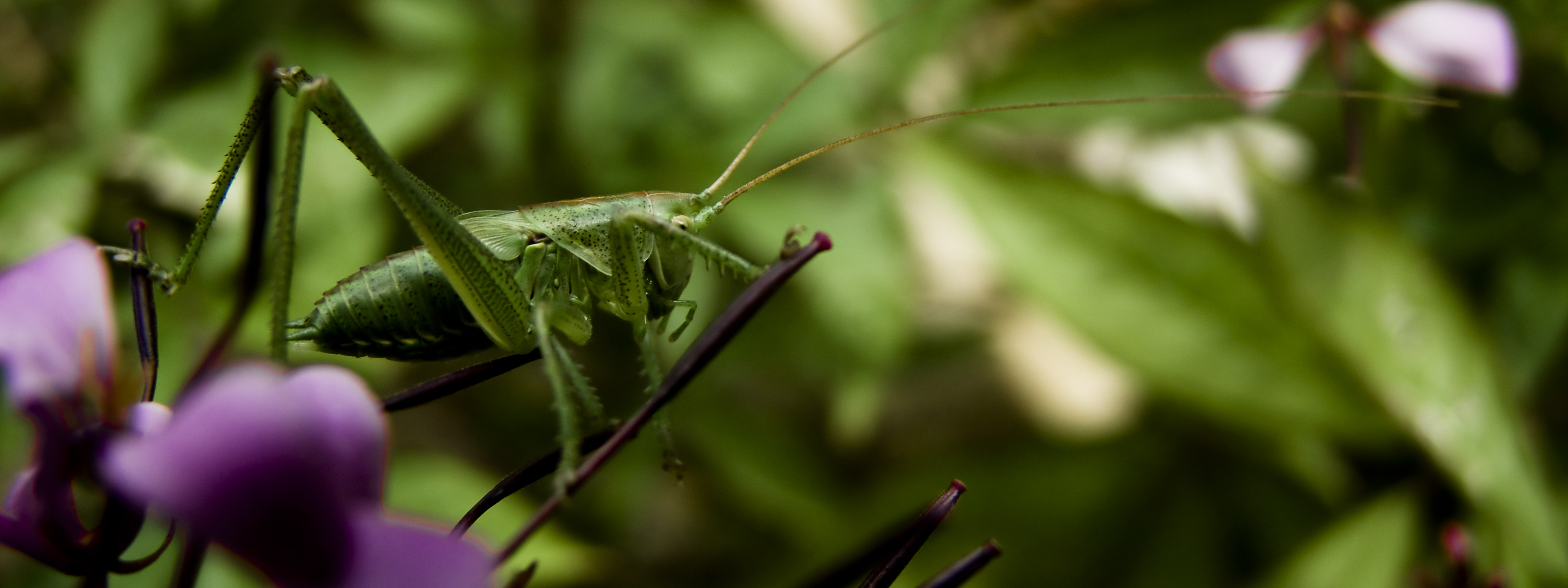 Fonds d'cran Animaux Insectes - Sauterelles et Criquets 