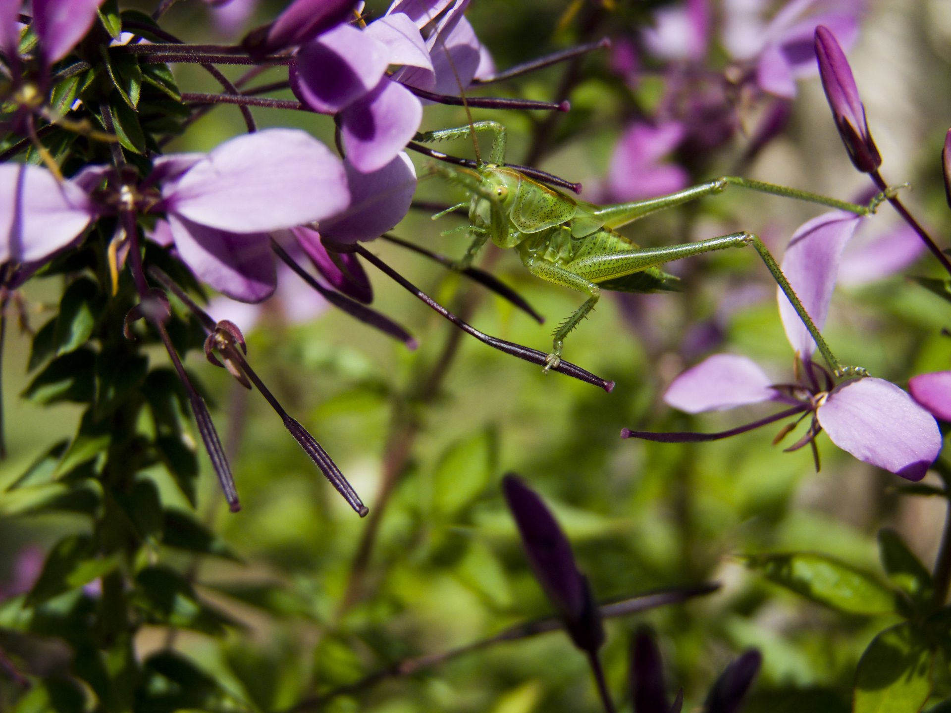 Wallpapers Animals Insects - Grasshoppers and Locusts 