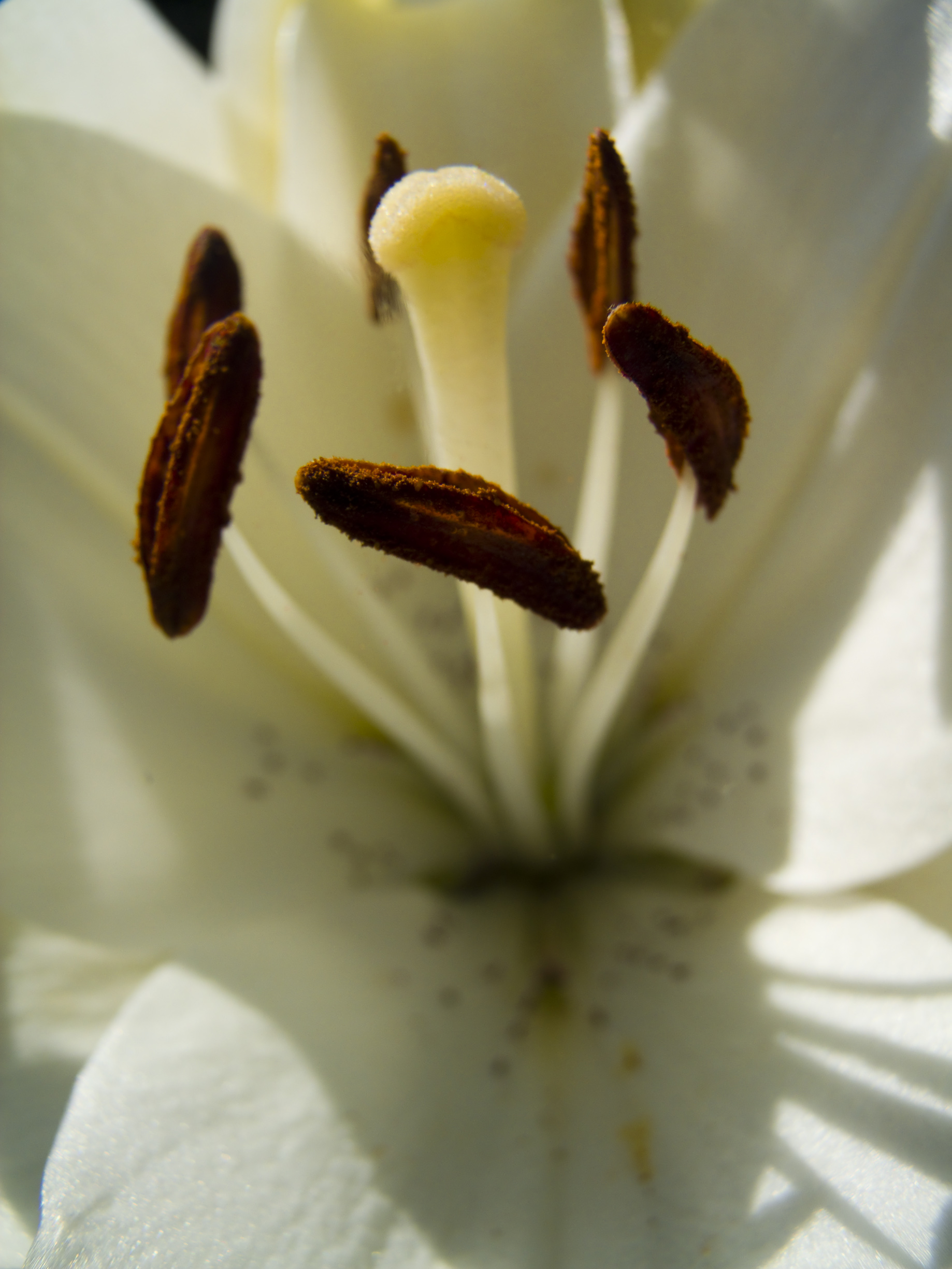 Fonds d'cran Nature Fleurs 