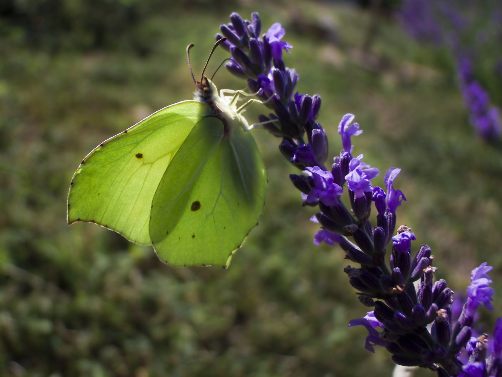 Fonds d'cran Animaux Insectes - Papillons 