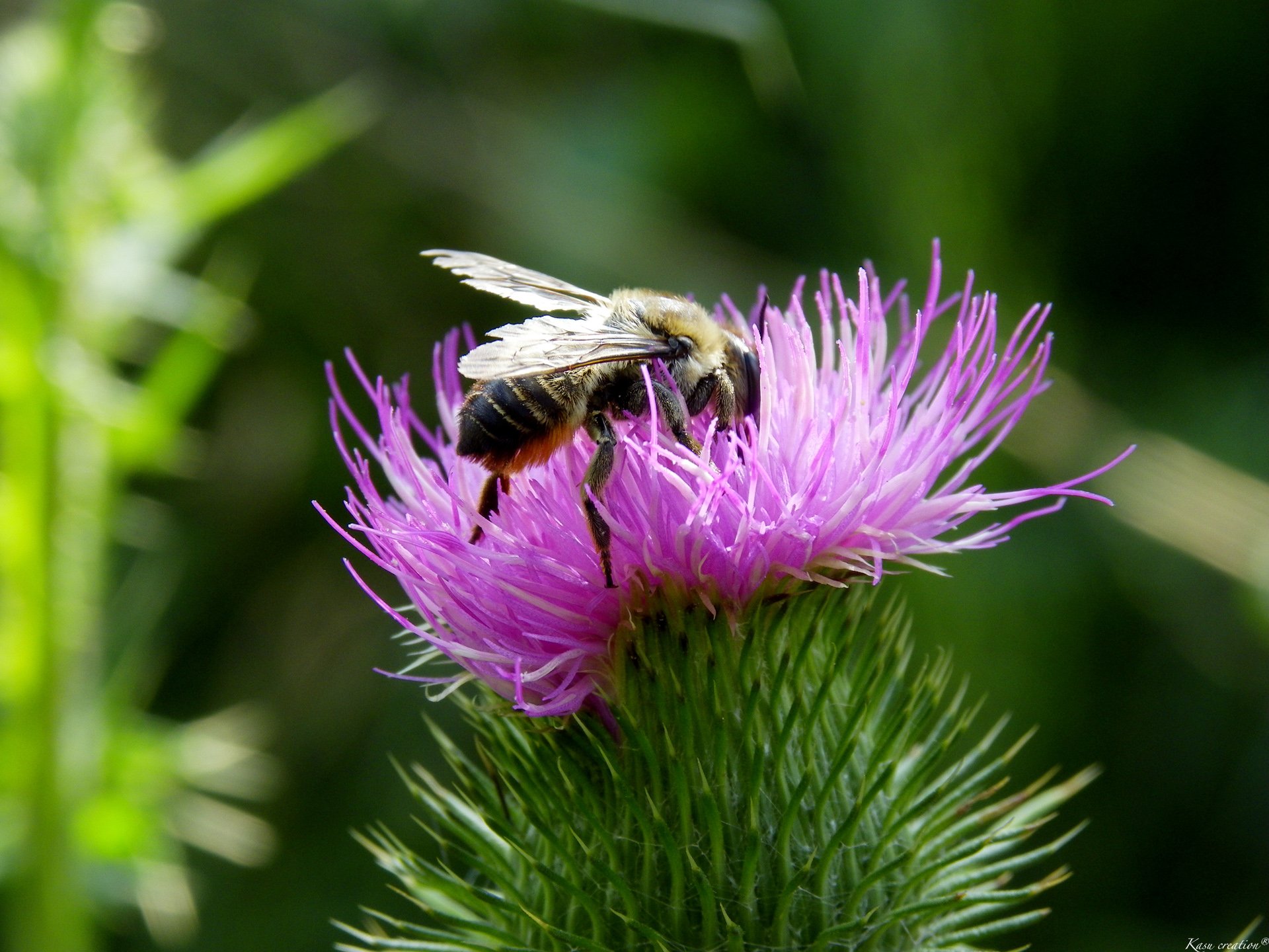 Fonds d'cran Animaux Insectes - Abeilles Gupes ... 