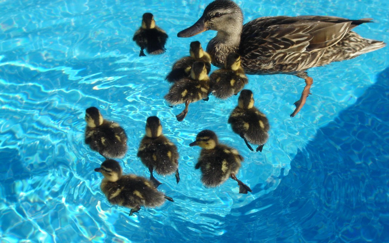 Fonds d'cran Animaux Oiseaux - Canards La petite famille