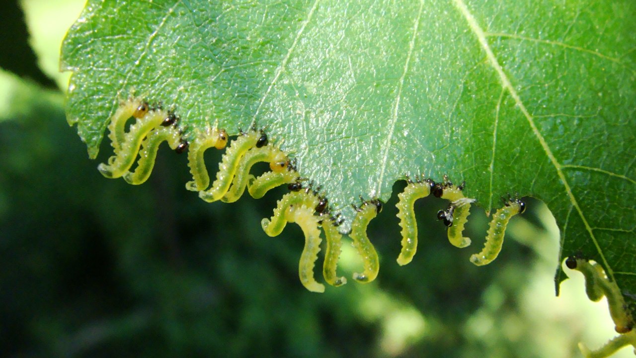 Fonds d'cran Animaux Insectes - Chenilles Un festin vert