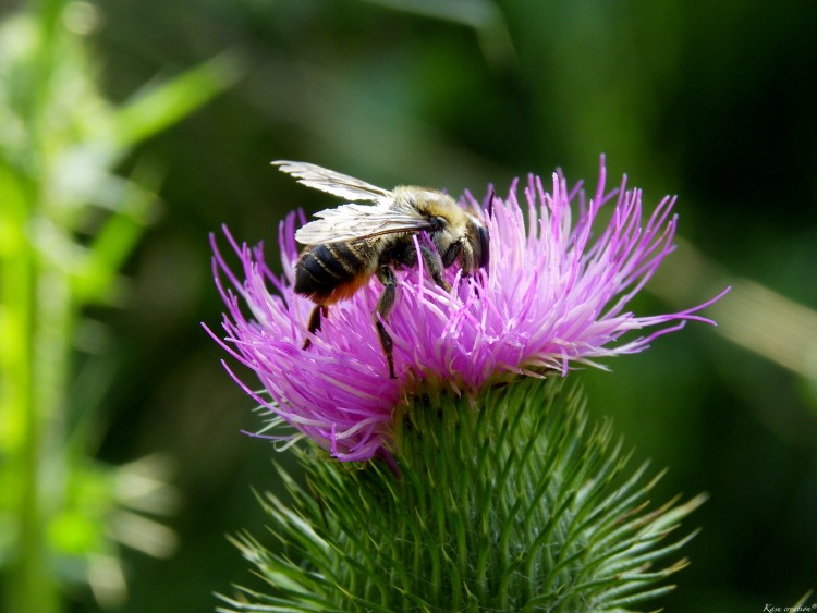 Fonds d'cran Animaux Insectes - Abeilles Gupes ... Wallpaper N264576