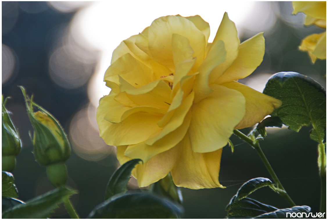 Fonds d'cran Nature Fleurs Yellow