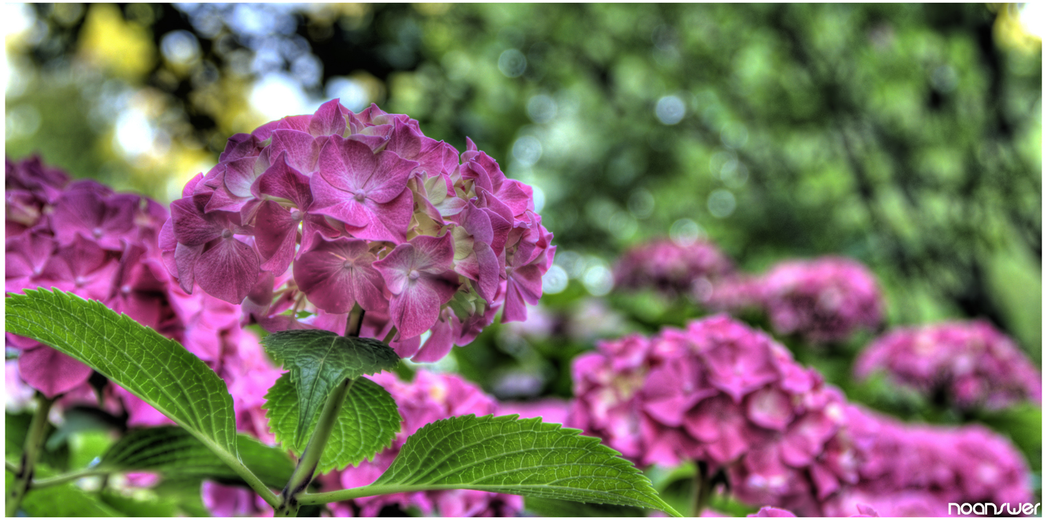 Wallpapers Nature Flowers HDR Rose