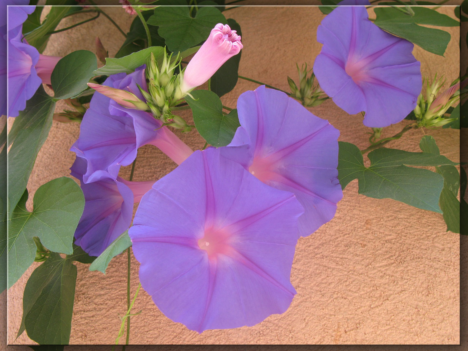 Wallpapers Nature Flowers Volubilis