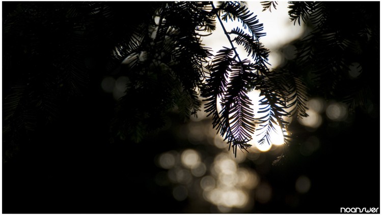 Fonds d'cran Nature Arbres - Forts Trees in the Light