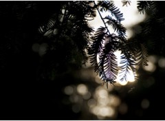 Fonds d'cran Nature Trees in the Light