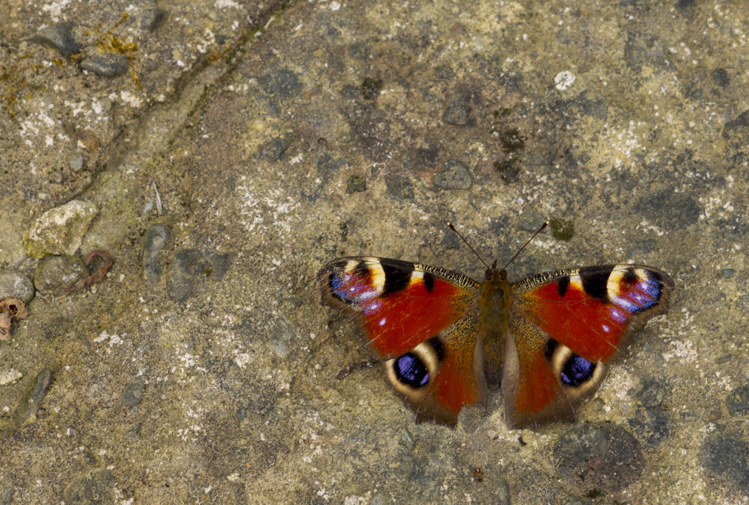 Wallpapers Animals Insects - Butterflies papillon