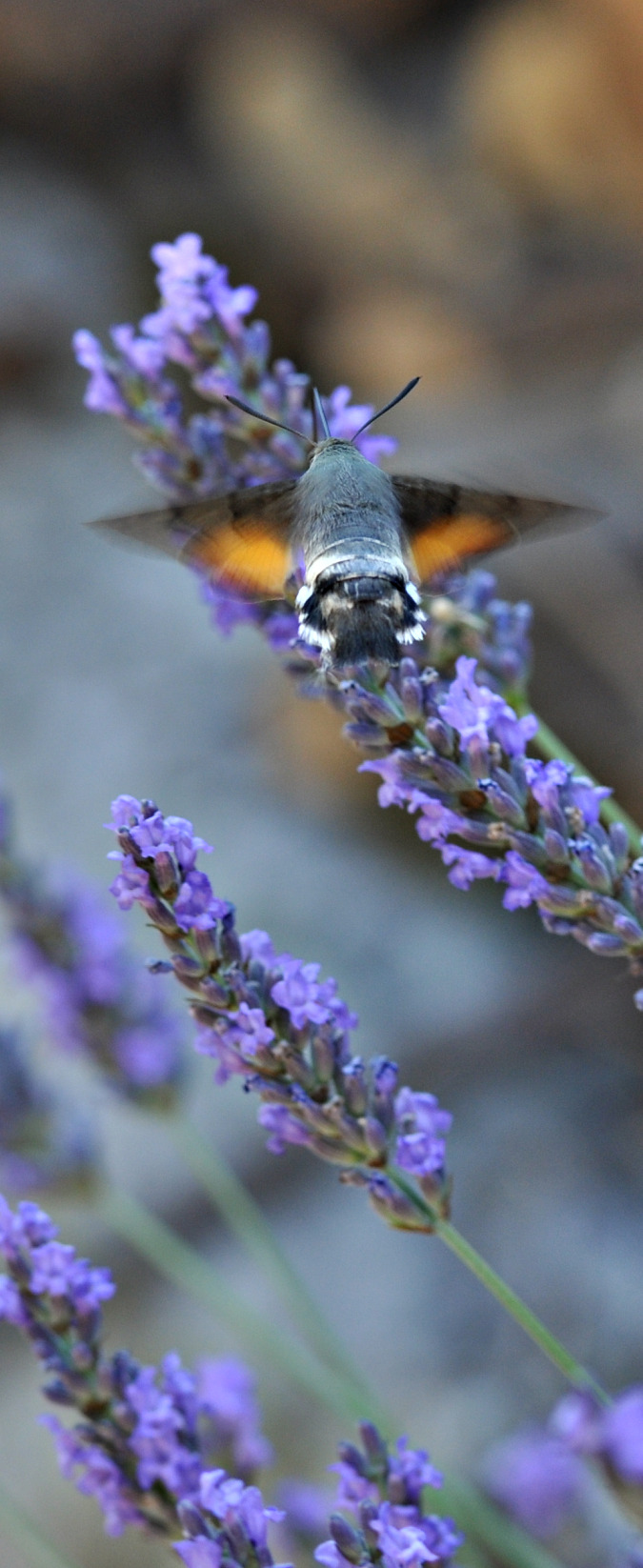 Fonds d'cran Animaux Insectes - Papillons sphinx colibri 