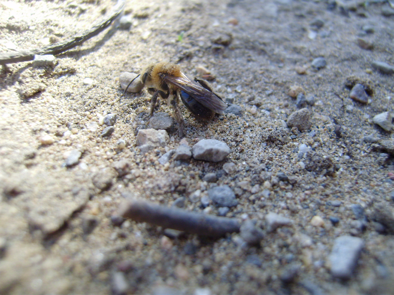 Fonds d'cran Animaux Insectes - Abeilles Gupes ... Abeille 