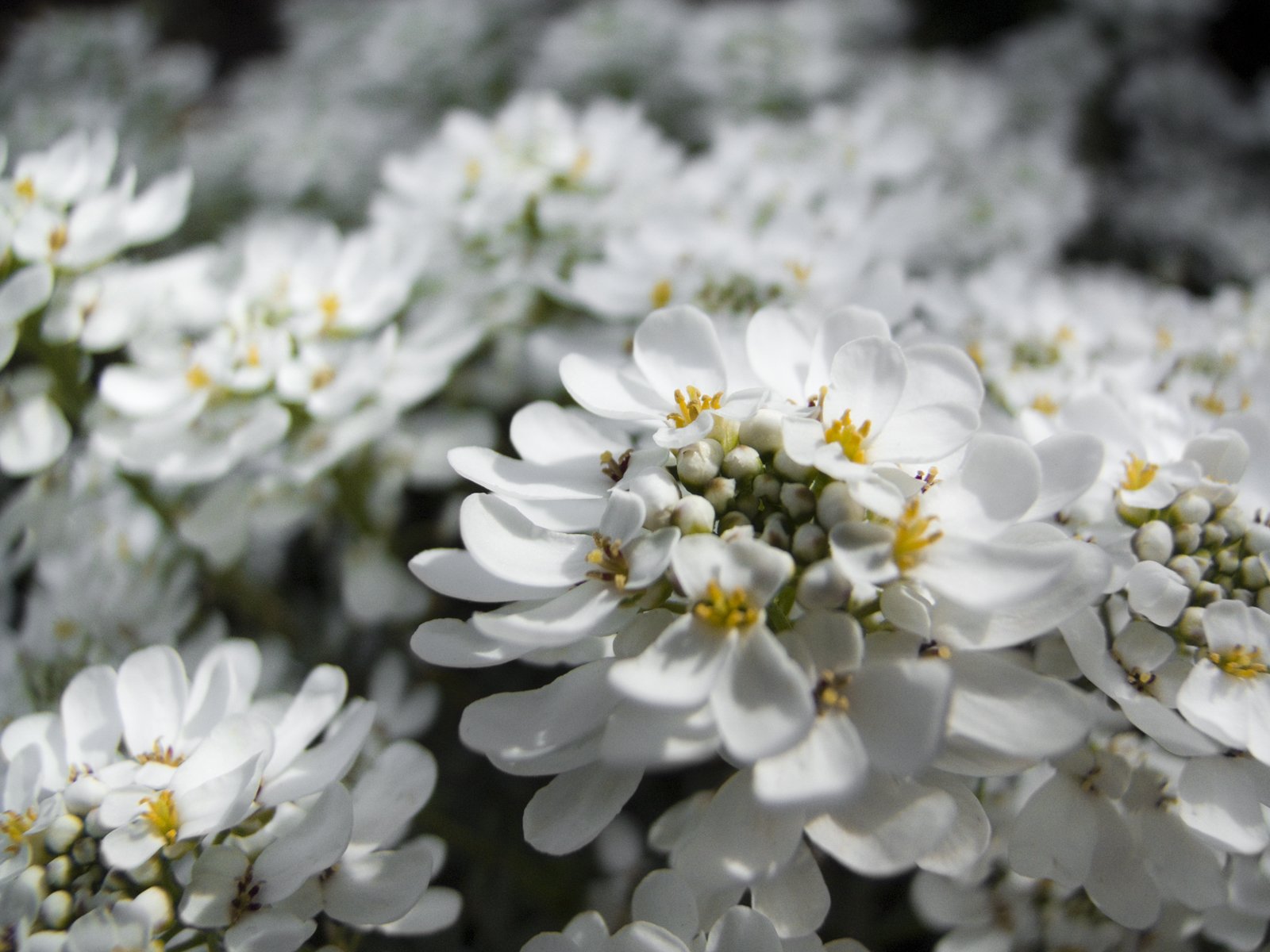 Fonds d'cran Nature Fleurs 