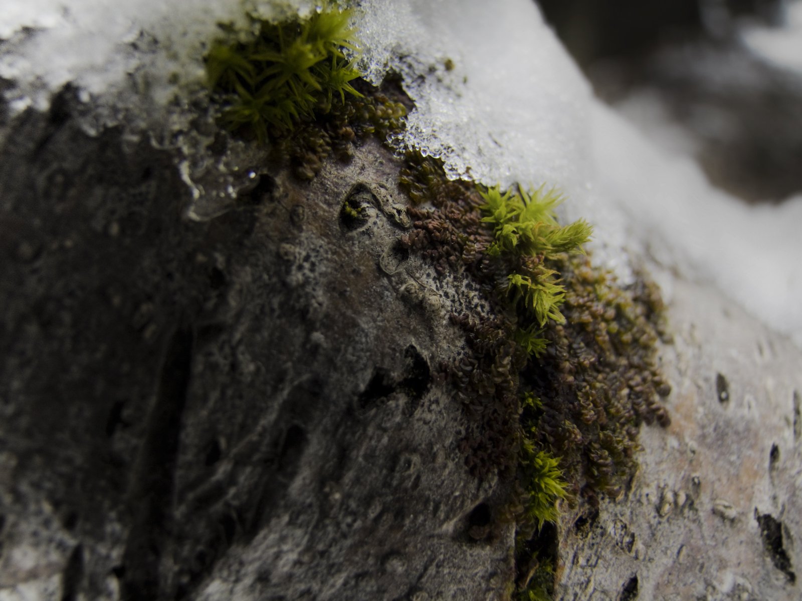 Wallpapers Nature Moss - Lichens 