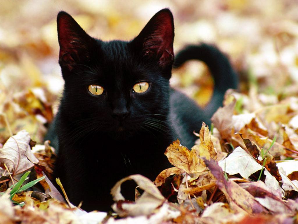 Fonds d'cran Animaux Chats - Chatons Black Cat