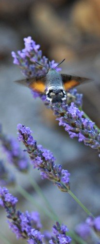 Wallpapers Animals Insects - Butterflies sphinx colibri 