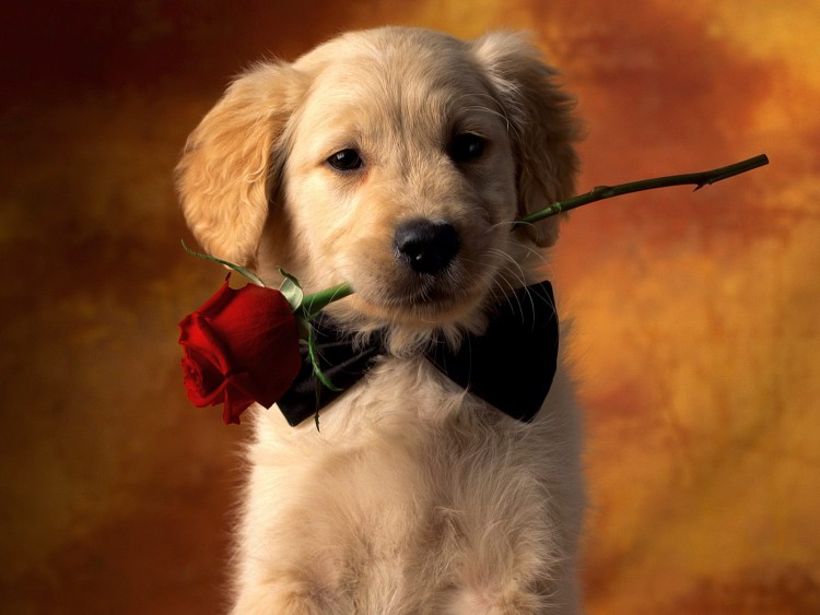 Fonds d'cran Animaux Chiens Puppy With Rose