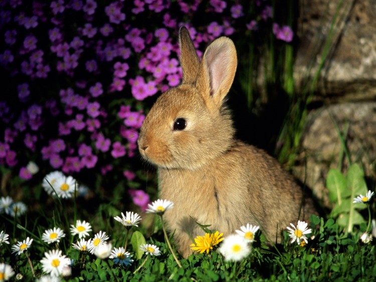 Fonds d'cran Animaux Lapins - Livres Rabbit Among Flowers