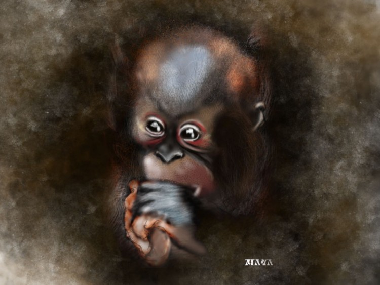 Wallpapers Digital Art Animals petit singe