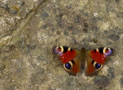 Fonds d'cran Animaux papillon