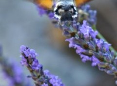 Wallpapers Animals sphinx colibri 