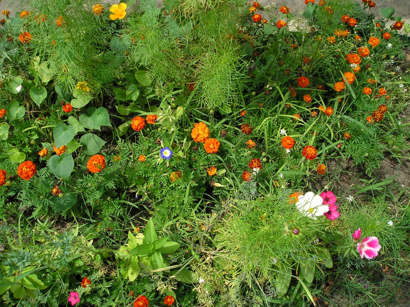 Wallpapers Nature Flowers mon massif campagnard