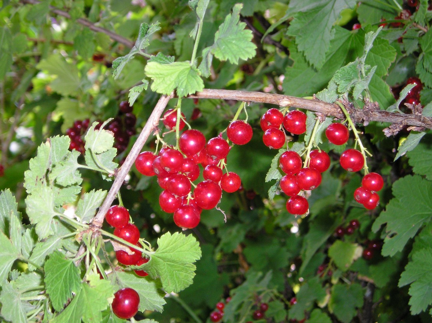 Fonds d'cran Nature Fruits groseilles