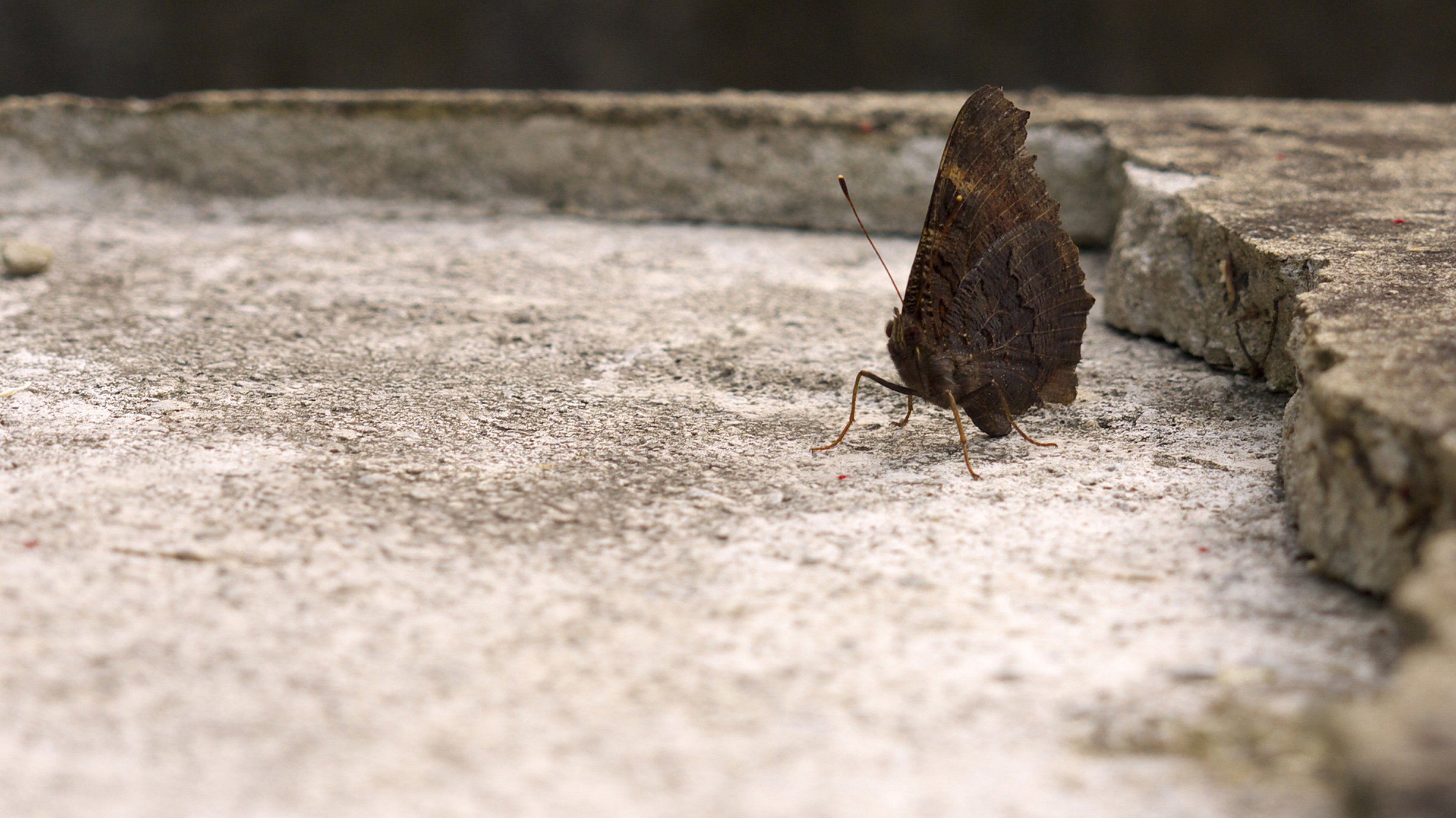 Fonds d'cran Animaux Insectes - Papillons papillon 2