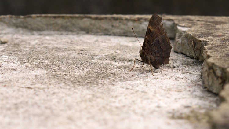 Fonds d'cran Animaux Insectes - Papillons papillon 2