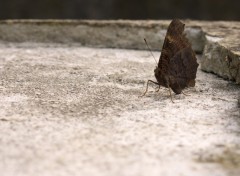 Fonds d'cran Animaux papillon 2