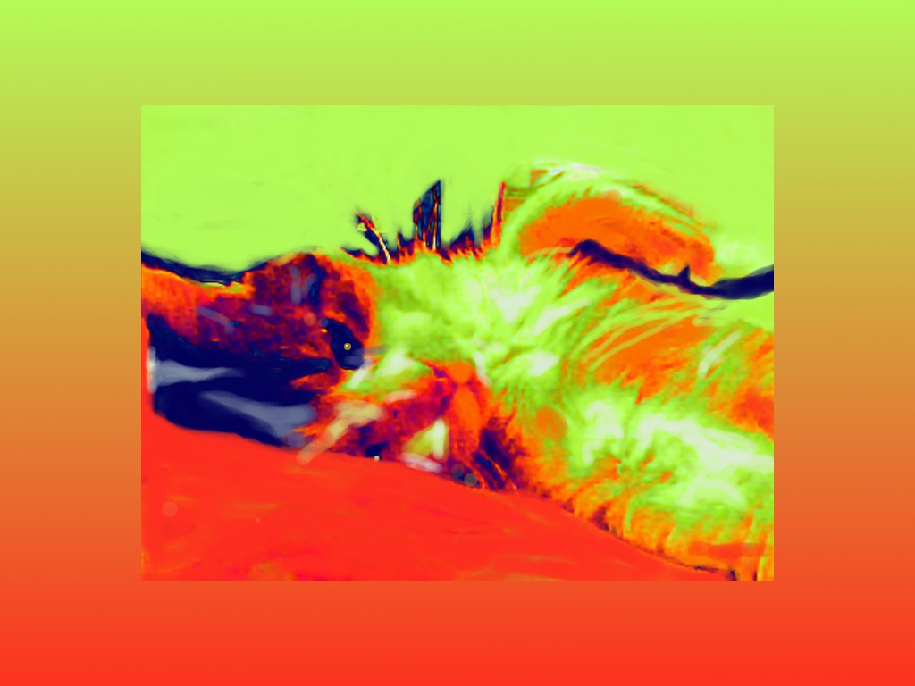 Wallpapers Digital Art Animals mon ti minou :)