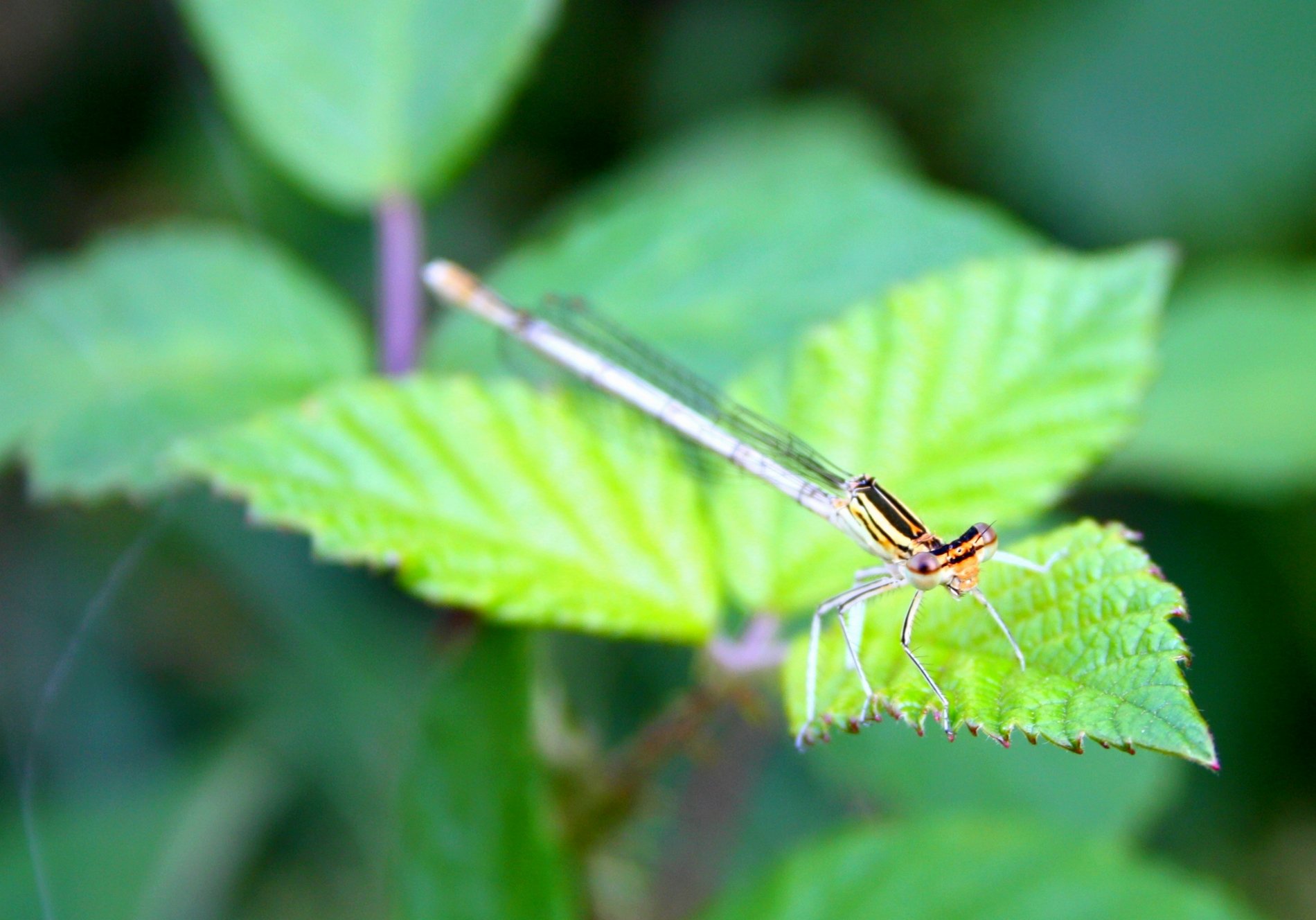 Fonds d'cran Animaux Insectes - Libellules Lestes sponsa