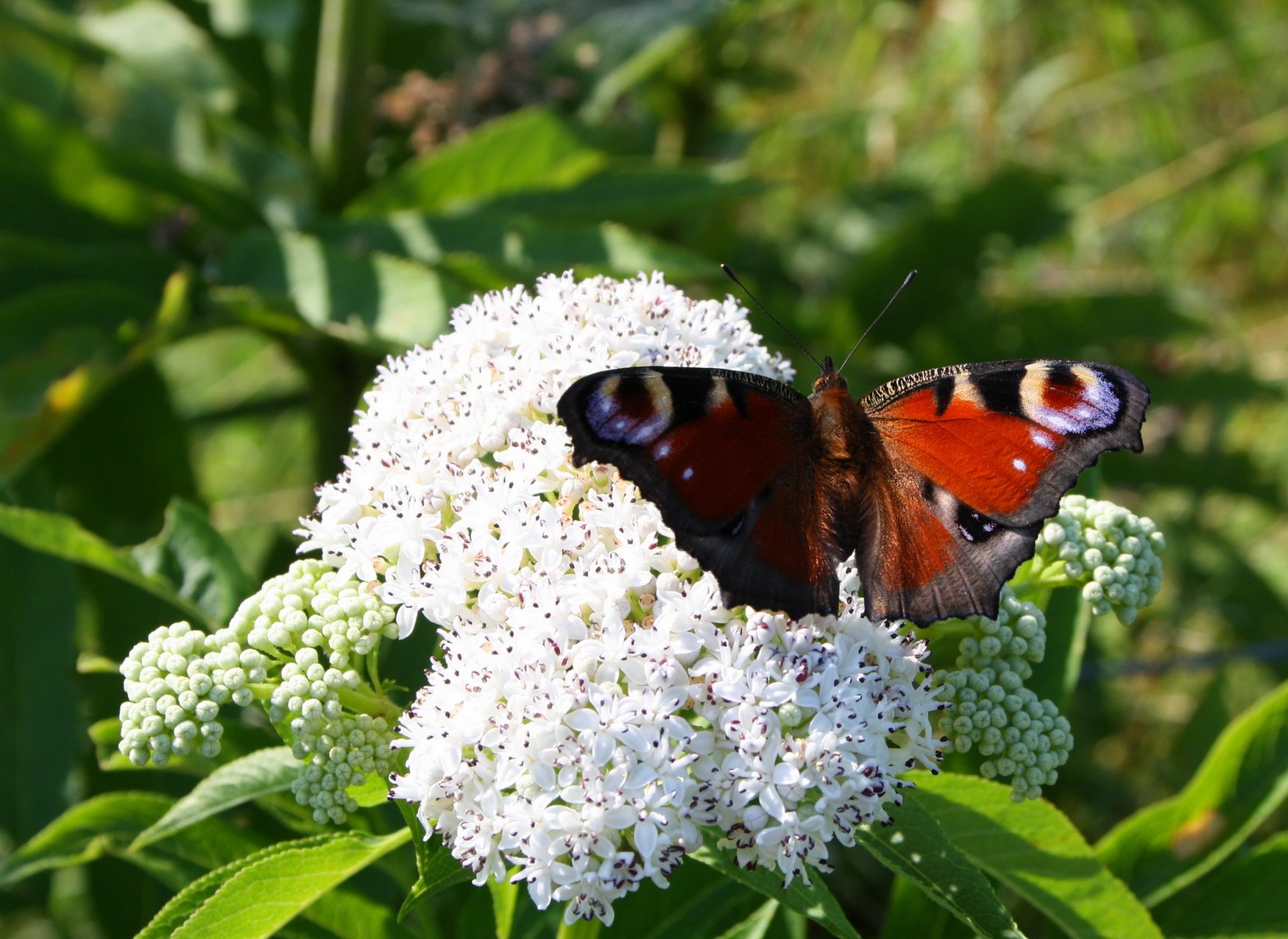 Wallpapers Animals Insects - Butterflies Inachis io Paon du jour