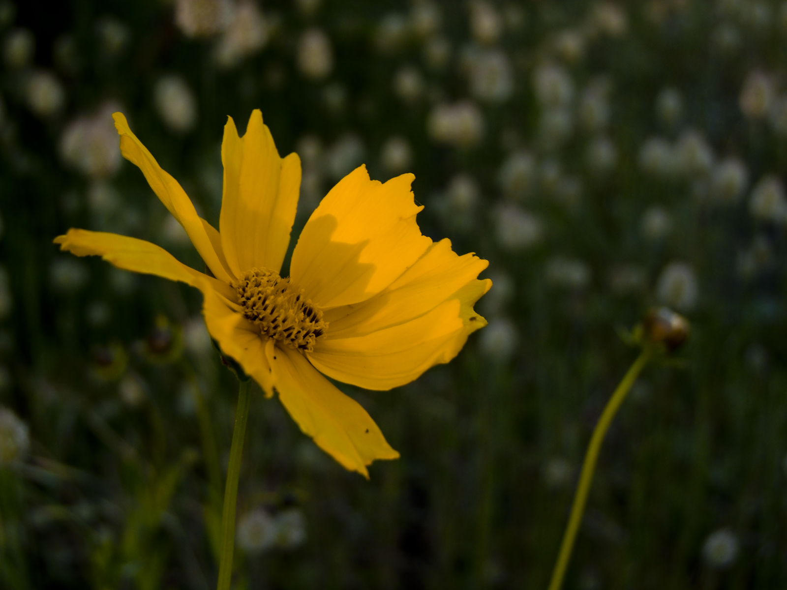 Fonds d'cran Nature Fleurs 