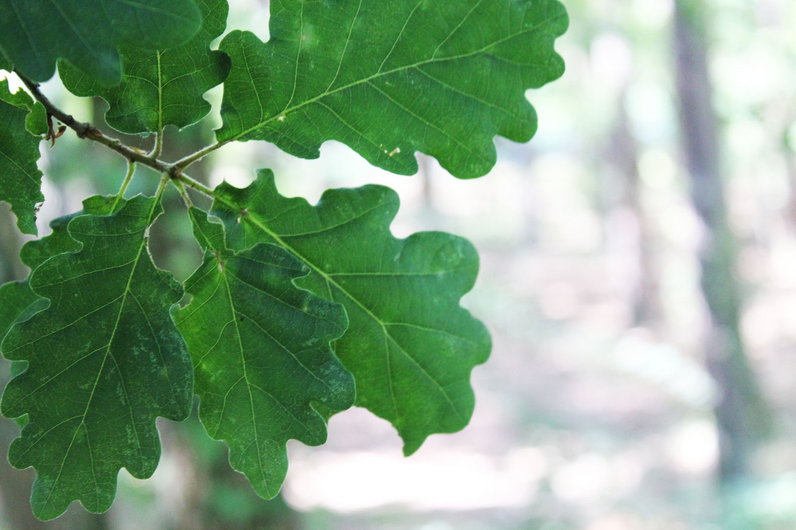 Wallpapers Nature Leaves - Foliage 